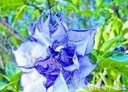 做了泰国降情法事会有什么响应,做情降后的身材响应？