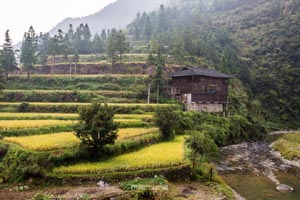 泰法情降起效,泰国恋爱油的效劳？