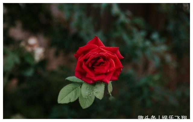 爱情的句子唯美短句（精选300句）